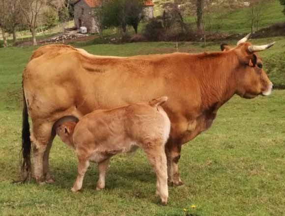 Granja AVH